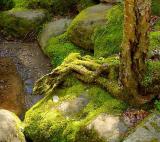 Mossy Rocks & Roots