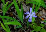 Dwarf Iris