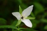 White Trillium 1