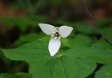 White Trillium 2