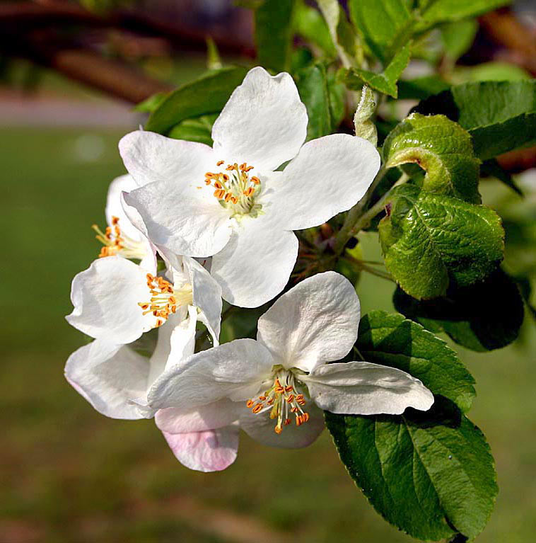 Crabapple Blooms