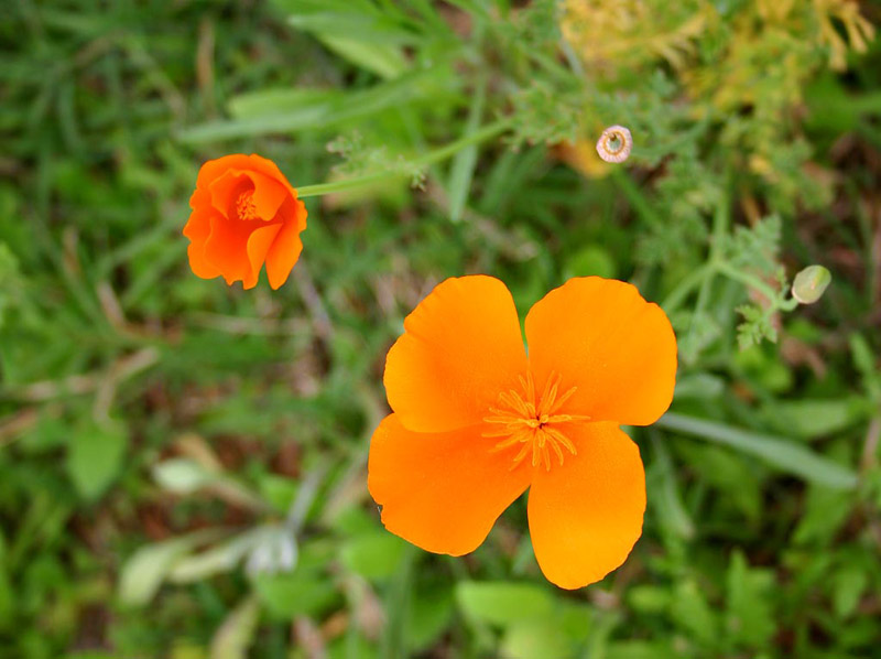 Wildflowers 2