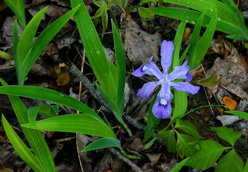 Dwarf Iris