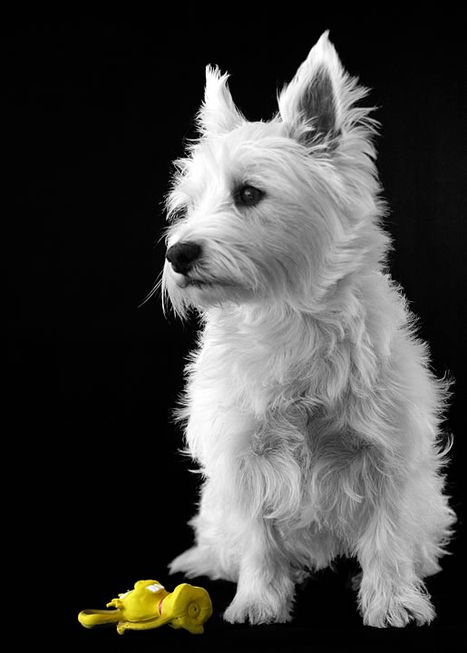 Zoey
