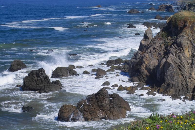 surf flowers