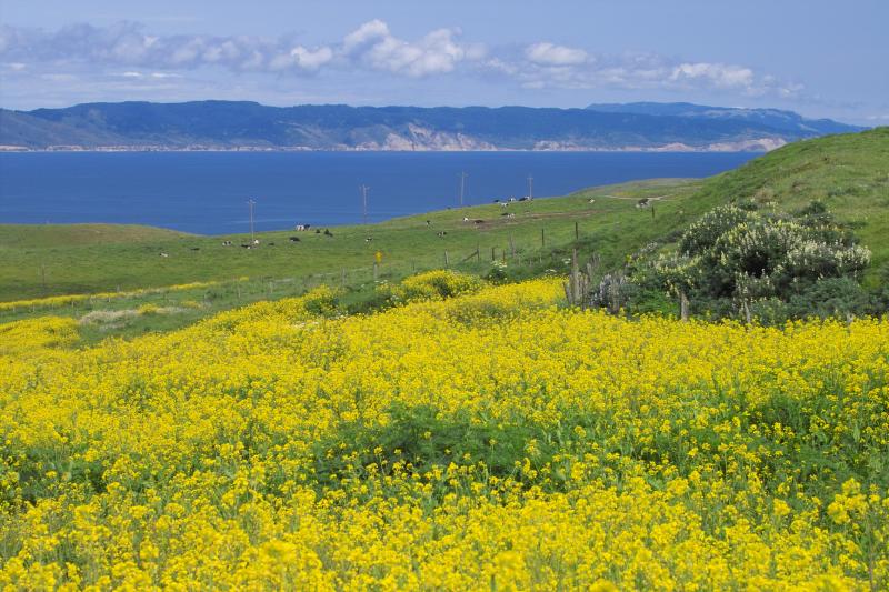 mustard plant & cows