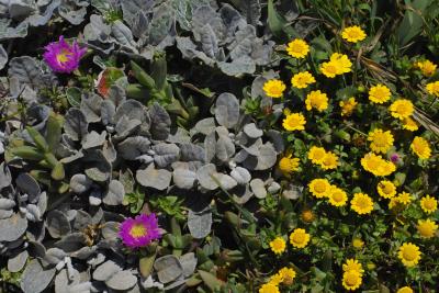ice plant and goldfields
