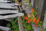 nasturiums in the marshall hotel