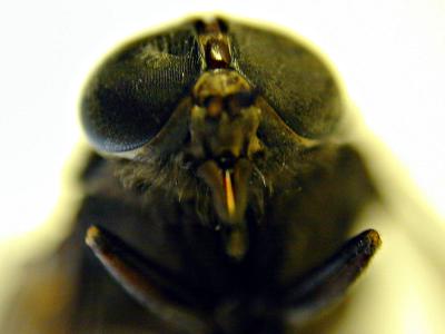 horsefly