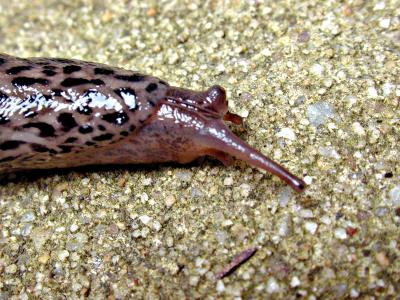 Slugs
