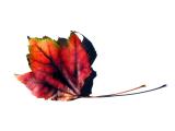 Autumn Leaves