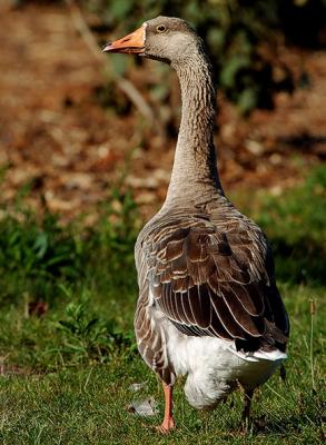BrownGoose.jpg