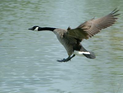 GooseLand_6436.jpg