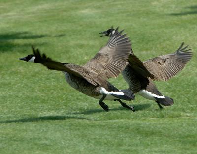 2-Geese_6433.jpg