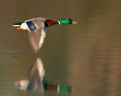 Duck_6377.jpg