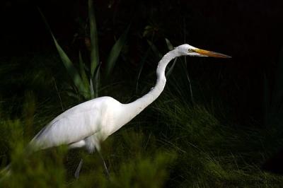 Great Egret