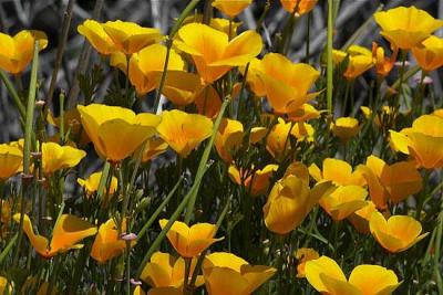 Poppy Field