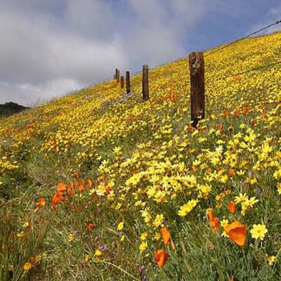 Gorman Flowers and Fence