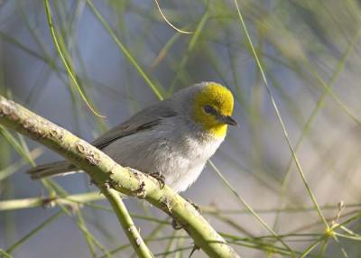 Verdin
