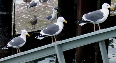 birds of a feather .jpg
