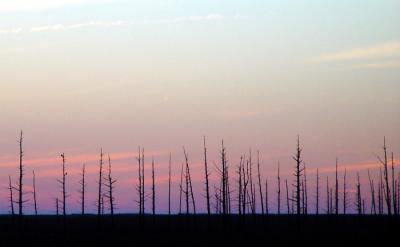 Trees in the Marshby Mark Siemon