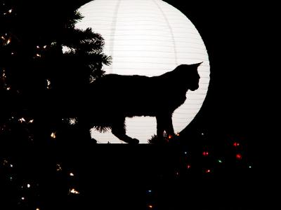 Christmas Shilouette  by Eric hatch