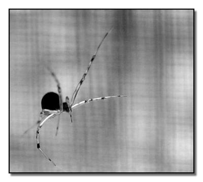 Itsy Bitsy Spiderby Faye White