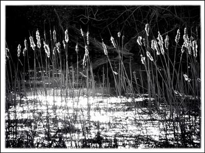 Swamp reflections.      Fremiet