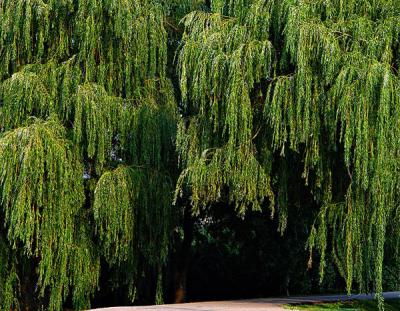 old weeping willows by Katherine Kenison