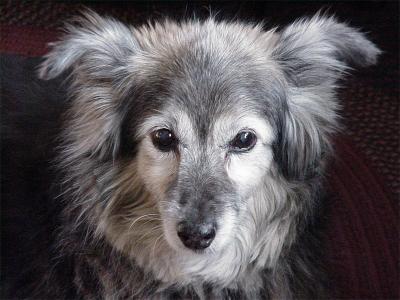 Oreo by dave vichich