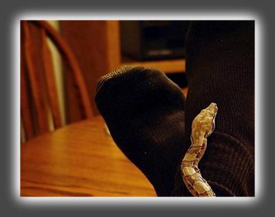 Two Feet, Snake