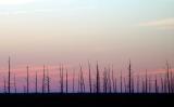 <b>Trees in the Marsh</b><br>by Mark Siemon