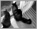 <B>Looking Out and Listening In</B><BR><FONT size=2>by Ann Chaikin</FONT>