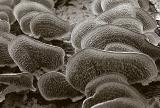 <B>Tree Fungus</B><BR><FONT size=2>by<br>Bill Borne