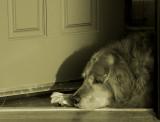 <b>Golden Doorstop</b><br><font size=-1>by Michael Puff</font>