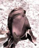 Wrinkling with Time  by  Lil Fremiet