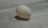 <b>Egg on Tissue