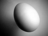 The Egg