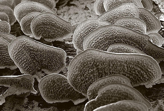 <B>Tree Fungus</B><BR><FONT size=2>by<br>Bill Borne
