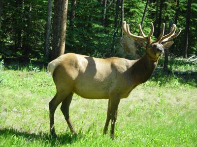 Bull Elk