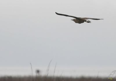 11-12 bittern 1643.jpg