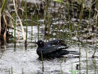 5-5 grackle bath 6393.jpg