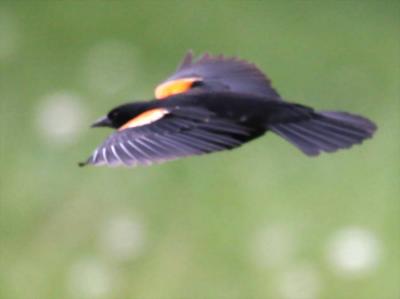 5-5 rw b-bird  6296.jpg