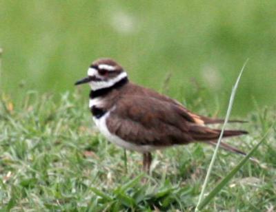 5-5 killdeer 6372.jpg