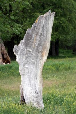 5-5 stump 6320.jpg
