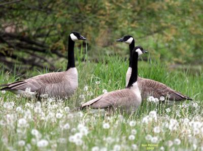 5-5 honkers 6342.jpg