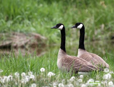 5-5 honkers 6349.jpg