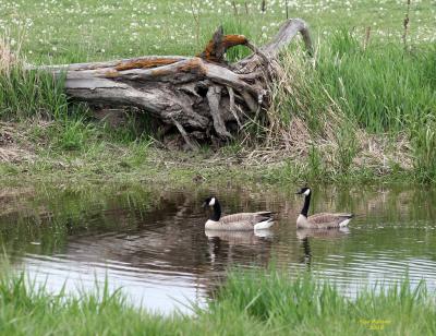 5-5 honkers 6362.jpg