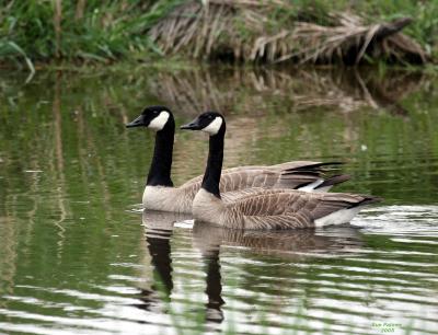 5-5 honkers 6367.jpg