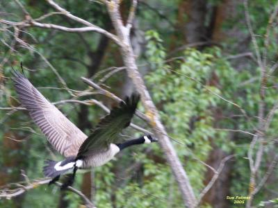 5-5 honker 6321.jpg